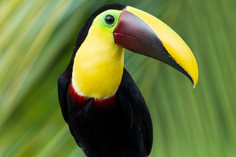 Costa Rica photographic tour