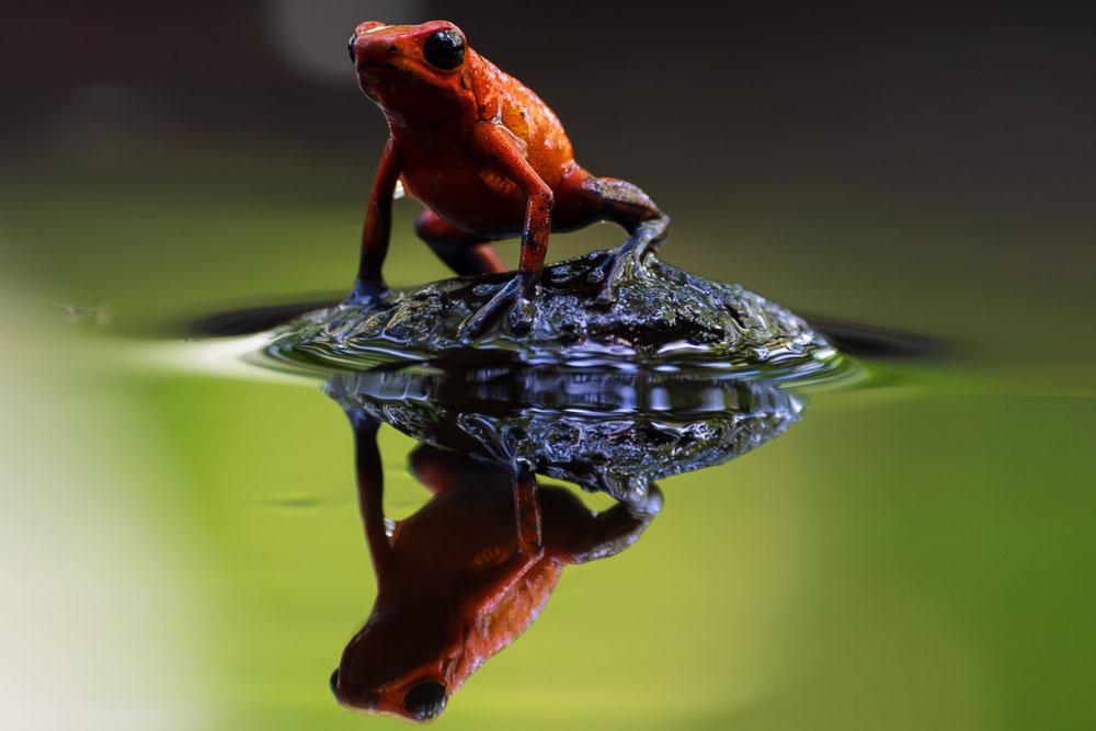 Costa Rica photographic tour