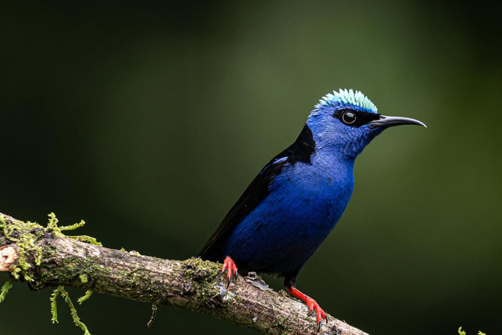 Costa Rica photographic tour
