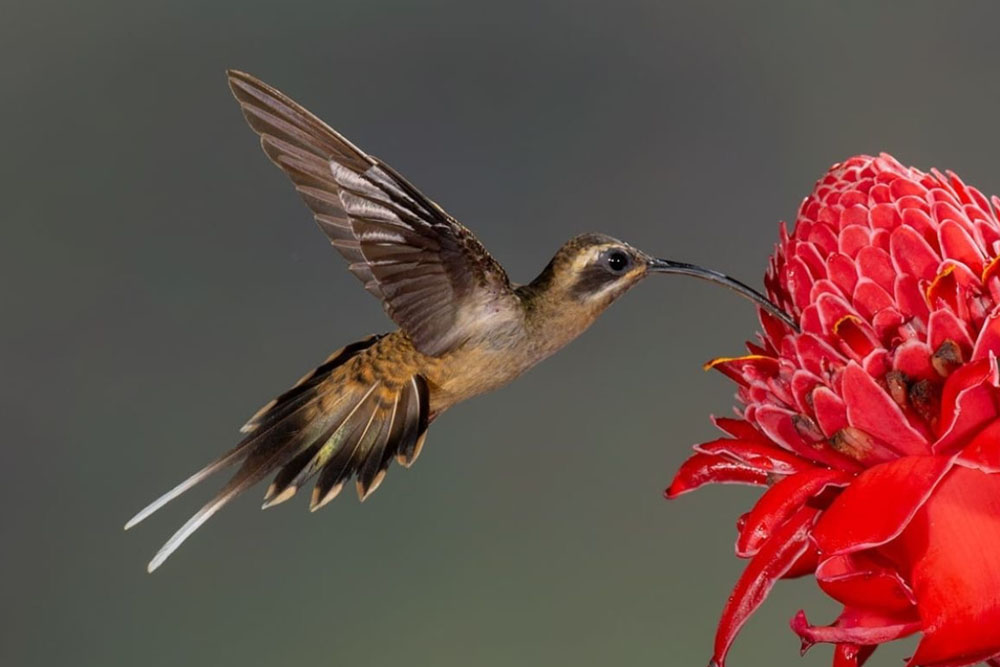 Costa Rica photographic tour