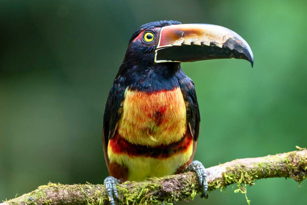 Costa Rica photographic tour