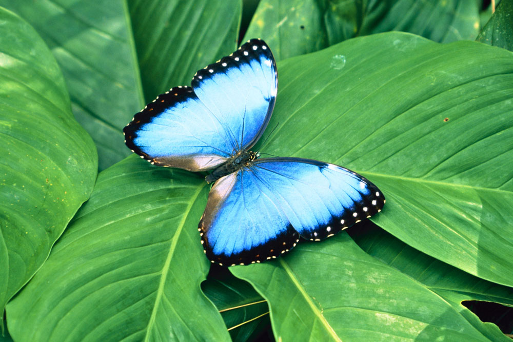 Costa Rica photographic tour