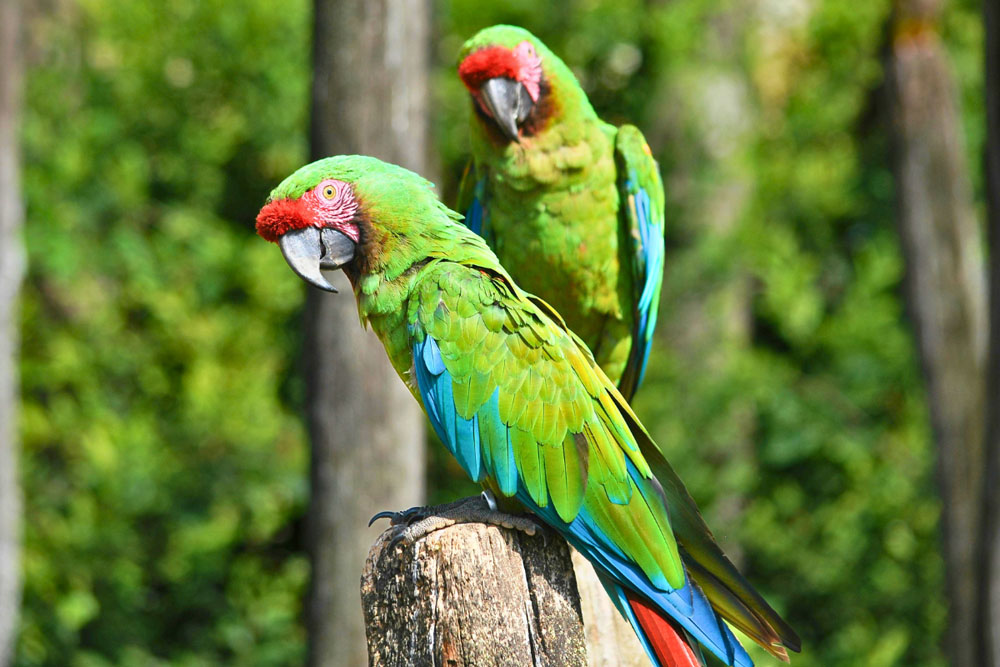 Costa Rica photographic tour