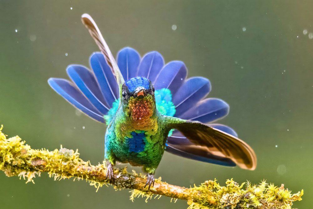 Costa Rica photographic tour