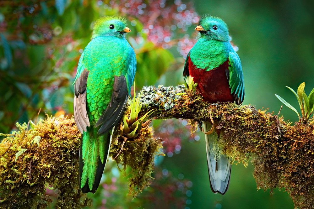 Costa Rica photographic tour