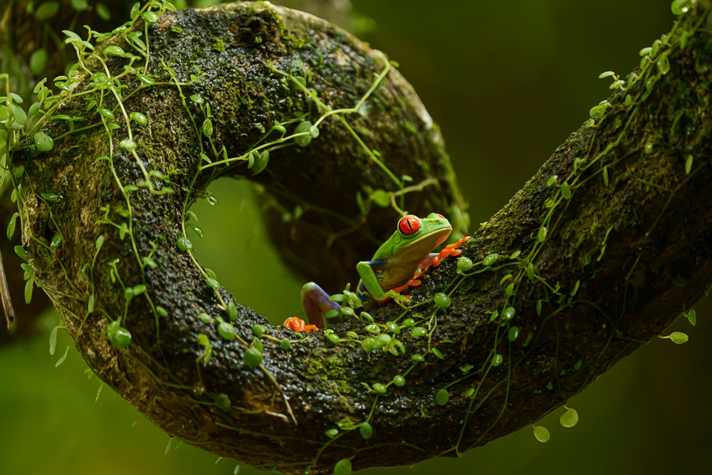 Costa Rica photographic tour