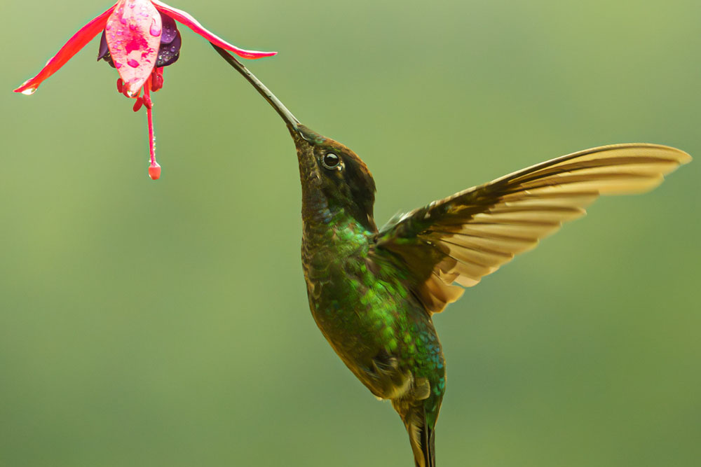 Costa Rica photographic tour