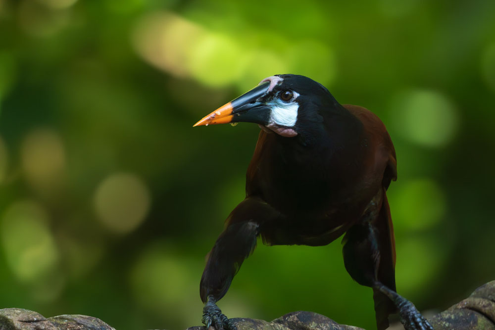 Costa Rica photographic tour