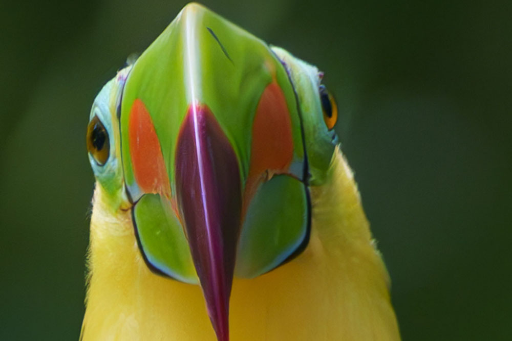 Costa Rica photographic tour