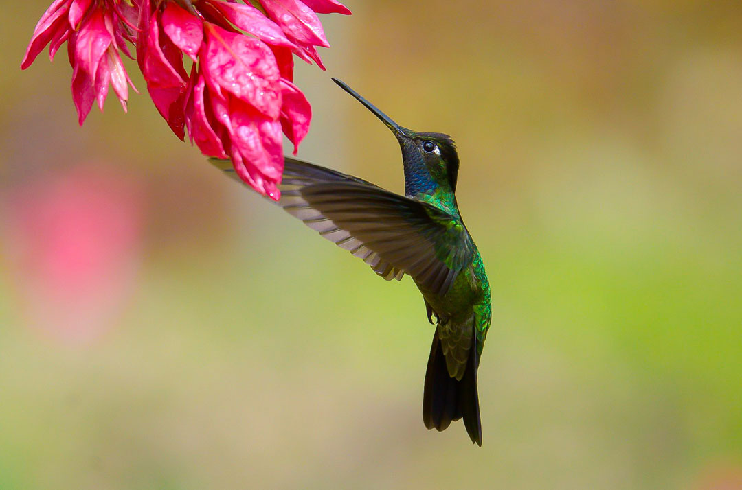 Humming Bird - Costa Rica photographic tour