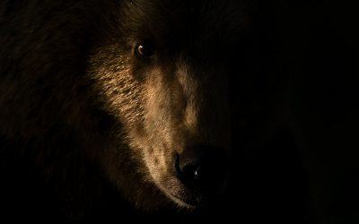 Photographing Brown Bears In Finland