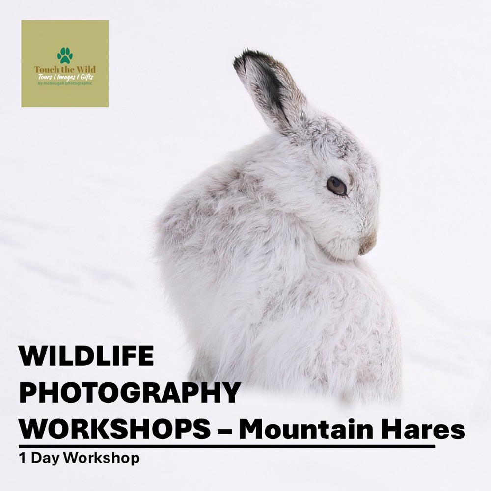Mountain Hare workshop Otter staring