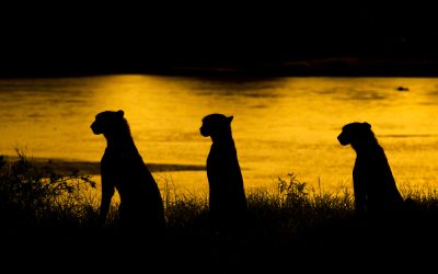 Wildlife Photo Safari Guide: Budgeting, Packing & Planning Your First Safari