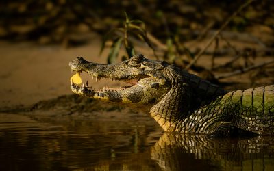 What I Wish I Knew When I Started Wildlife Photography