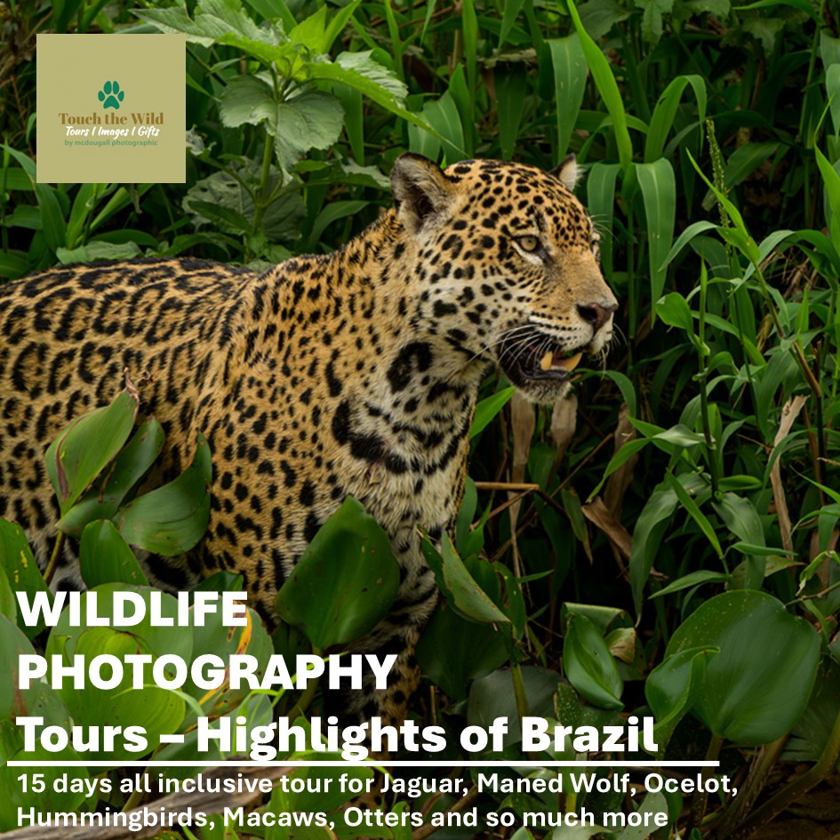 Paul McDougall Wildlife Photographer