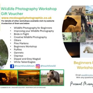 Beginners Red Squirrel Workshop