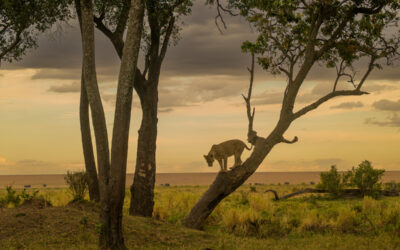 6 Creative Camera Settings and Techniques That Will Transform Your Wildlife Photography